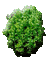 Buxus sempervirens